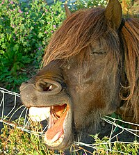 Yawning horse, Scotland.jpg