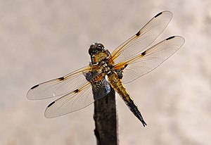 Libellula quadrimaculata qtl2.jpg