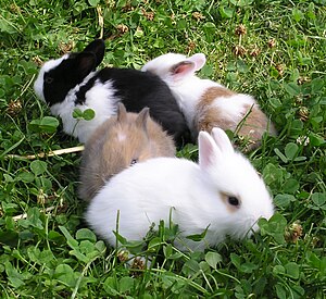 Junge Kaninchen 2.jpg
