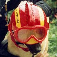 Dog fire fighter Io.jpg