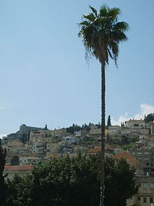 Nazareth Palm Tree 200704.JPG